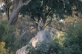 Baboon and termite mound